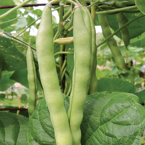 The Heritage Farm Collection: 'Brinker Carrier' bean — Seed Savers ...