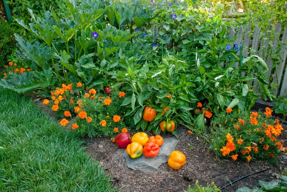 Drought Strategies for Vegetable Gardening — Seed Savers ...