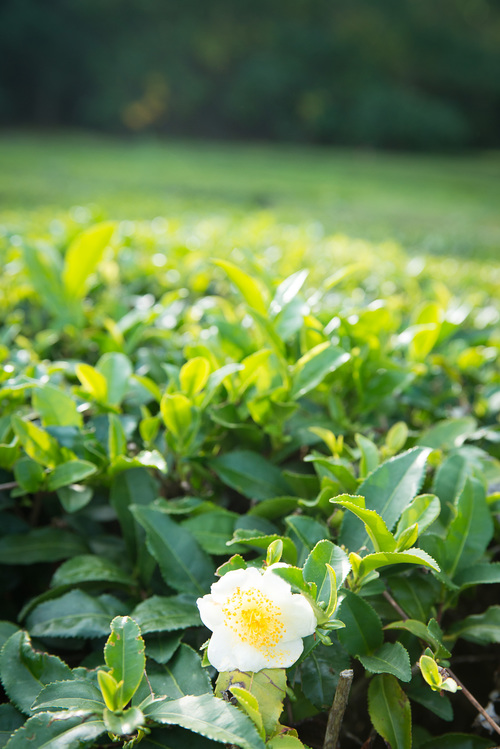 asal teh green tea teh hijau dan matcha camellia sinensis