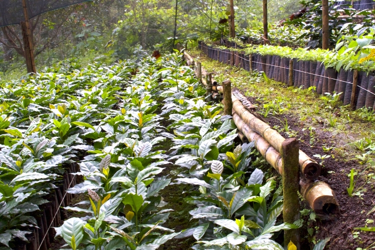 Plantas de café que crecen en las montañas de Veracruz, México.