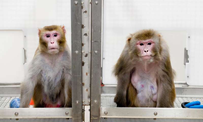 A 27-year-old monkey on the left subject to CR, contrasted with a 29-year-old monkey on the right allowed unrestricted food intake. Credit: Jeff Miller/University of Wisconsin-Madison