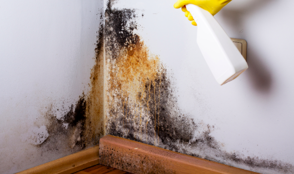 Cleaning mold growing in the wall