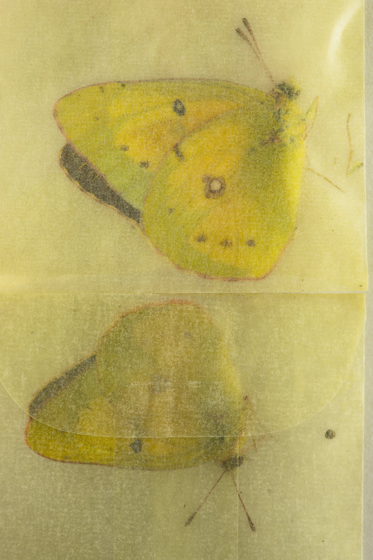  Fiona Pardington  Nabokov Oak Creek Sulphur, glassine I  2016.&nbsp;From the Nabokov’s Blues: The Charmed Circle series.&nbsp;With thanks Cornell University Insect Collection, Department of Entomology, Cornell University, Ithaca, NY 