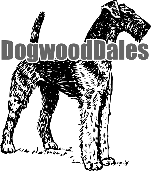 Airedale Terrier Puppies in Dallas, TX