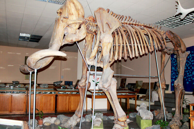 В Геологическом музее выставлен отреставрированный скелет ископаемого слона. Он найден в гравелистых песках окрестностей города Гюмри, у местечка Казачий пост. Фото: yerevancard.com