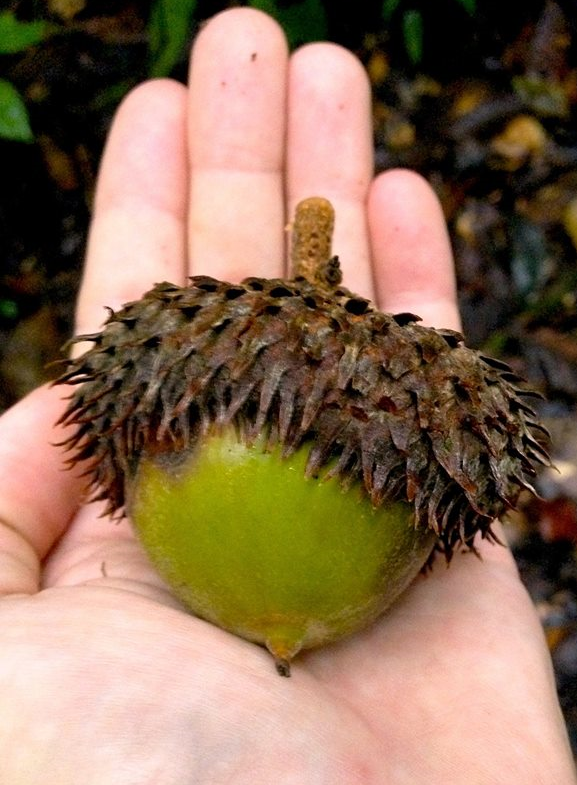 Tropical Oaks - Lessons in Biogeography from a Giant Acorn — In Defense of  Plants