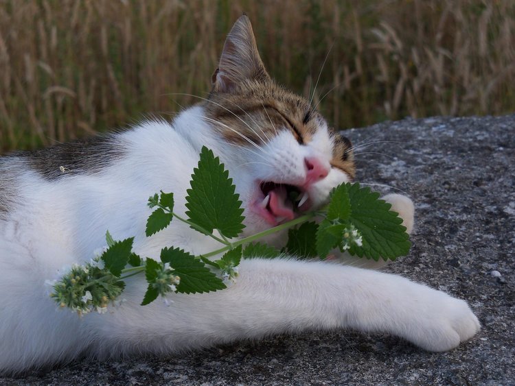Cats Allergic To Catnip