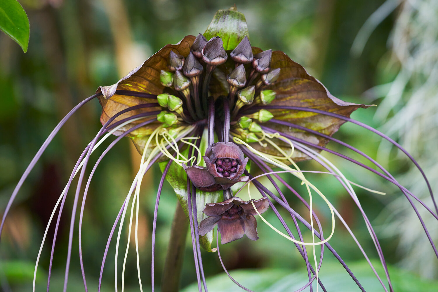 Floral Trickery of the Bat Plants — In Defense of Plants