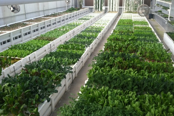 מיטות הגידול בחווה האורבנית של GrowHaus