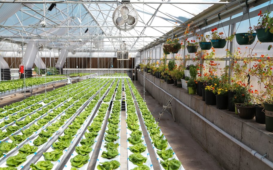 Food Production — The GrowHaus