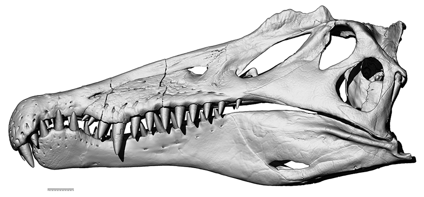spinosaurus - Mandíbulas del spinosaurus - Página 2 Spino+Skull+June+20+with+scalebar