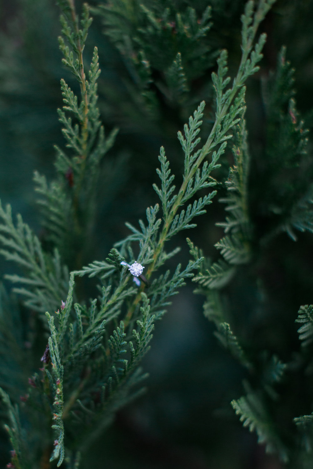Engagement Ring on Pine Tree Branch