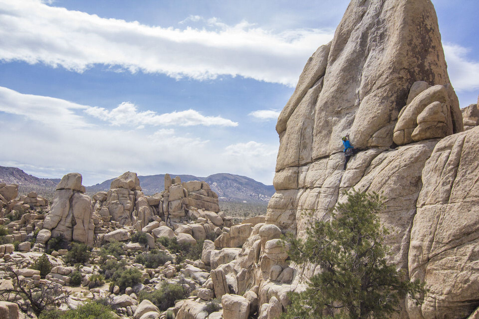 There are 4 reservable campgrounds at Joshua Tree.
