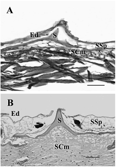 Photomicrographs of the integument and scales of Xiphias gladius. (A) The integument with scale (S), epidermis (Ed), and dermis with stratum spongiosum (SSp), stratum compactum (SCm) of a 22.2 mm larvae (scale bar 63 m). (B) The integument of a 330 cm adult (scale bar 45 m). From Govoni, JJ. et al. Ontogeny of Squamation in Swordfish, Xiphias gladius.  Copeia , 2004(2), pp. 391–396.