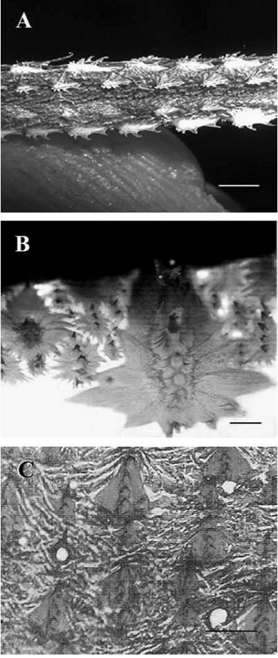 Scales of  Xiphias gladiu s . (A) Photograph of the ventral aspect of a pre-served larvae 114 mm long (scale bar 1.5 mm). (B) Photograph of a cleared and stained biopsy of the lateral flank of a 150 mm larvae (scale bar 0.3 mm). (C) Photograph of a cleared and stained biopsy of the lateral flank of a 102 cm juvenile (scale bar 0.6 mm). From Govoni, JJ. et al. Ontogeny of Squamation in Swordfish, Xiphias gladius.  Copeia , 2004(2), pp. 391–396.