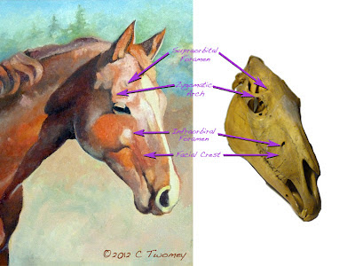 Two images, one of the oil painting and the other of the skull, comparing bony landmarks.