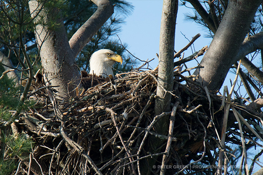 Rhode Island has four nesting pairs of eagles. (Peter Green/Providence Raptors)
