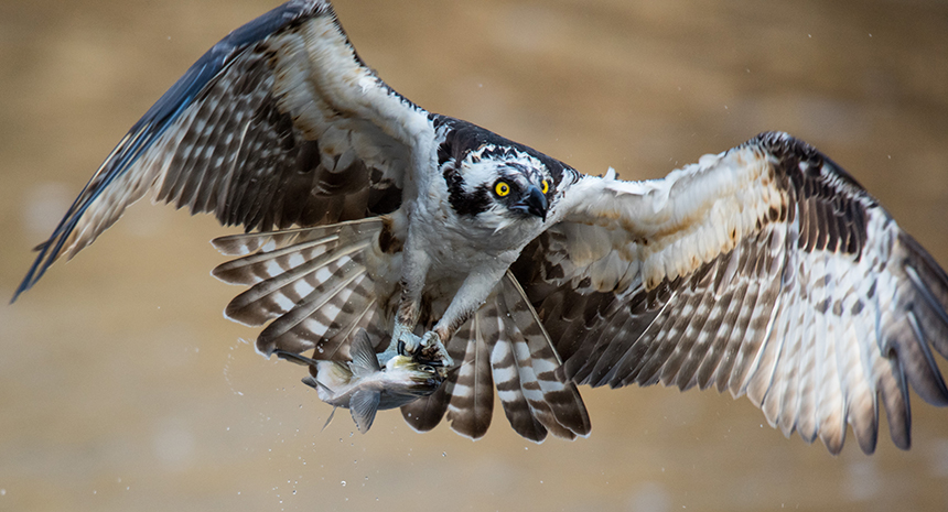 Ospreys were driven to near extinction in the 1960s and 1970s because of the effects of the pesticide DDT. (Ed Hughes/for the Audubon Society of Rhode Island)