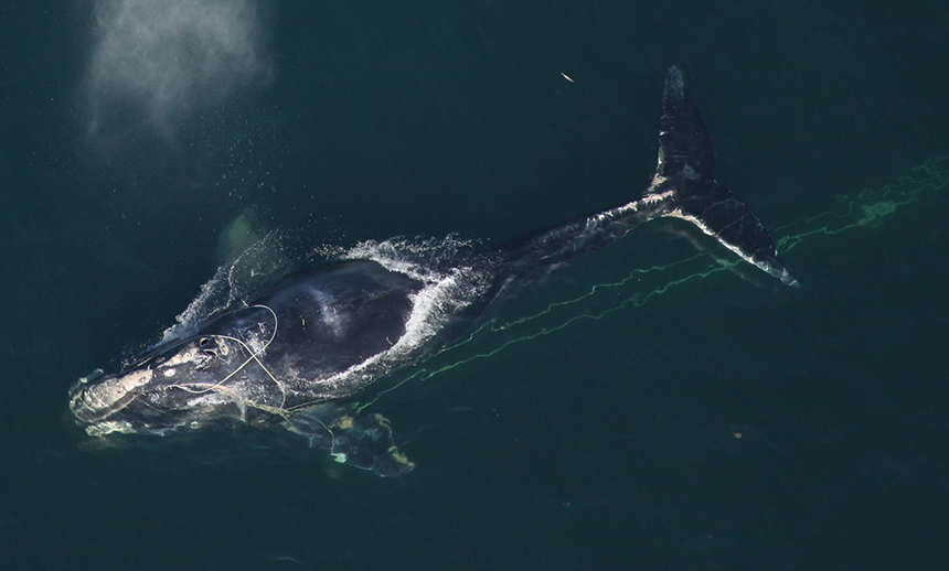 Most North Atlantic right whales are killed by human causes, such as entanglement with fishing gear. (Florida Fish and Wildlife Conservation Commission)