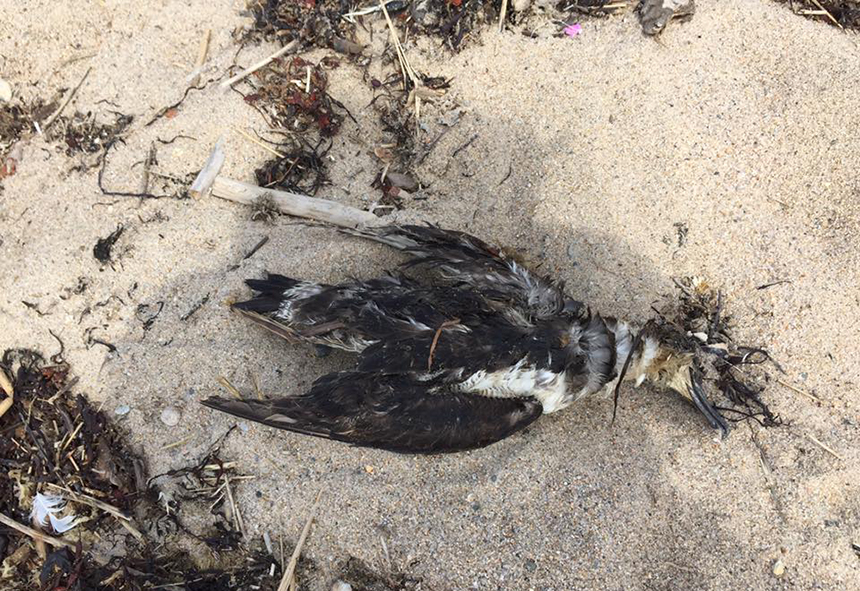 A dead great shearwater recently found on a Block Island beach. (Matt Schenck)