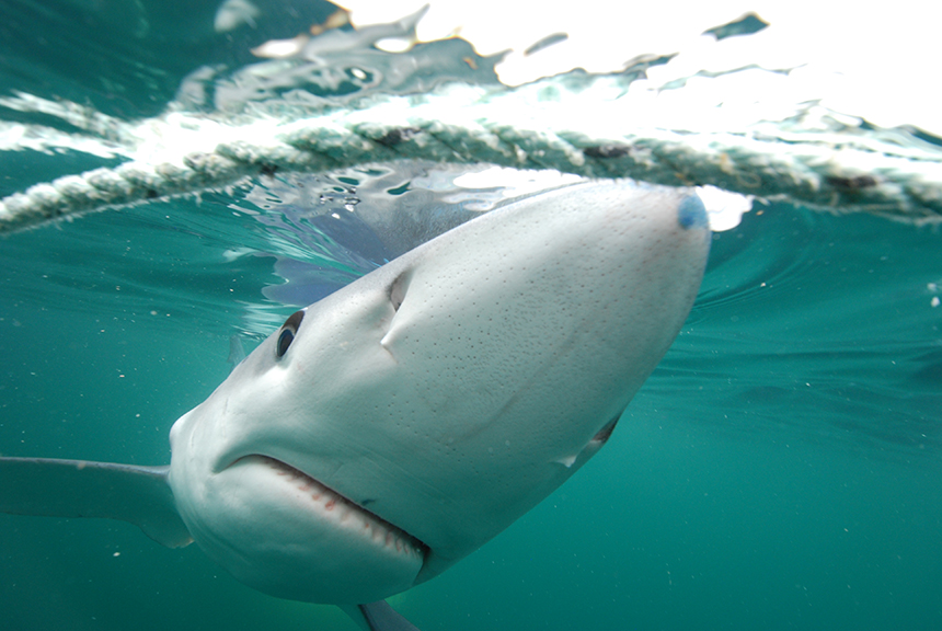  Blue sharks will cruise right along the waterâ€™s surface and nose in to the camera for a photo. 