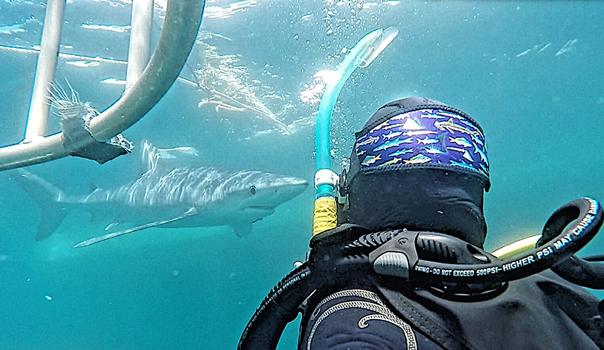  Interactions outside of the cage are engaging and memorable. Blue sharks aren't typically aggressive toward humans. However, they can become frisky and the diver must use good judgement to make use of the cage, or even exit the water. 