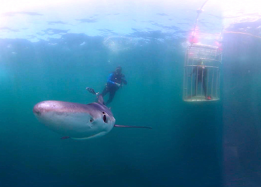  An experimental â€˜selfieâ€™ using a wide-angle virtual-reality camera. The sharks ended up biting at the camera, so its use was aborted. 