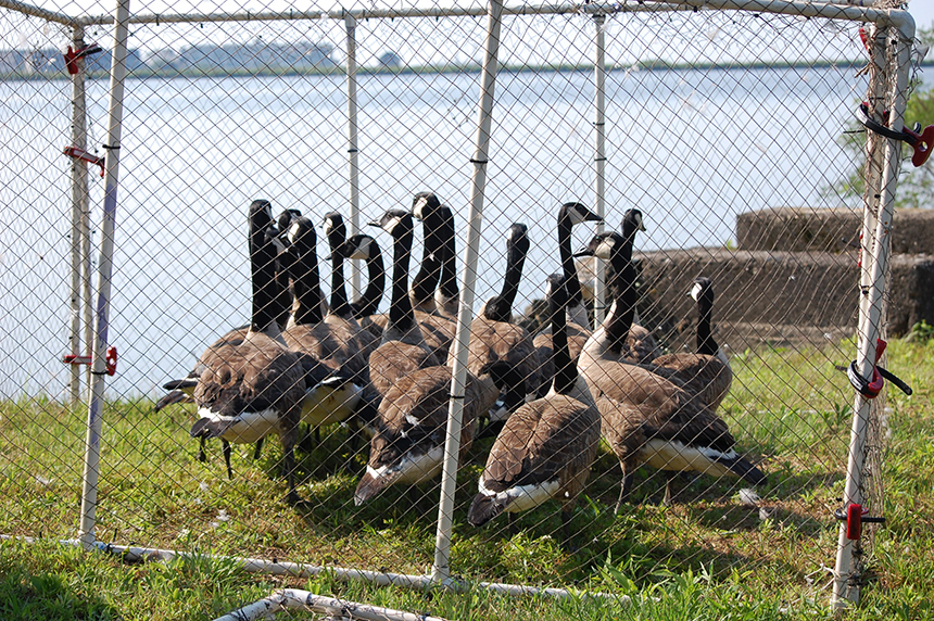  Biologists and volunteers banding 600 to 800 resident geese each summer. 