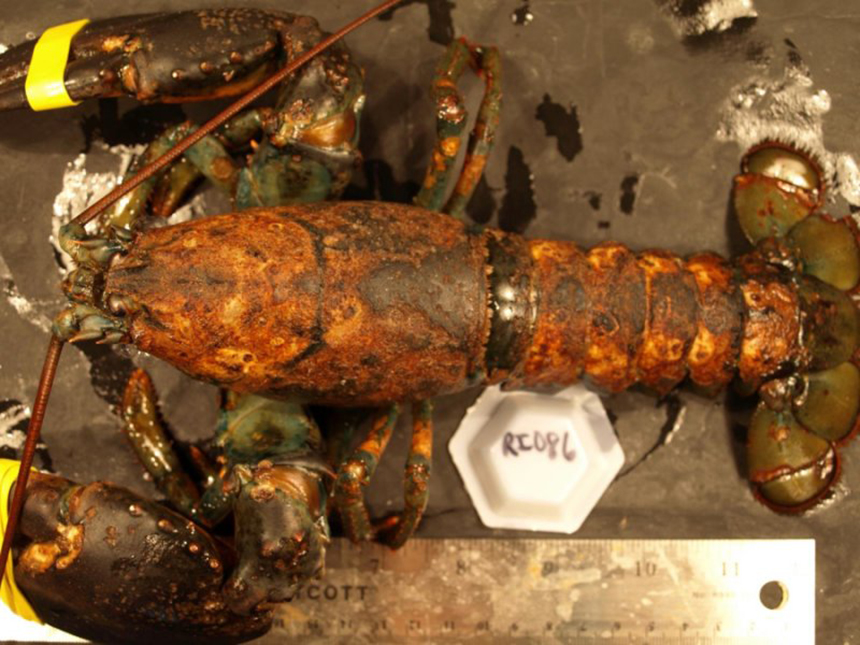  Epizootic shell disease can lead to pitting, erosion, and the darkening of a lobsterâ€™s carapace. Survival of moderately and severely diseased lobsters, those with disease on more than 10 percent of their cuticle, is only 30 percent that of healthy animals. (Jeff Shields/VIMS) 