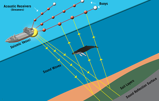 Seismic surveys involve powerful airguns blasting at 10-second intervals and measuring the echoes off the seafloor to help map offshore oil and natural-gas fields. (Center for Biological Diversity)