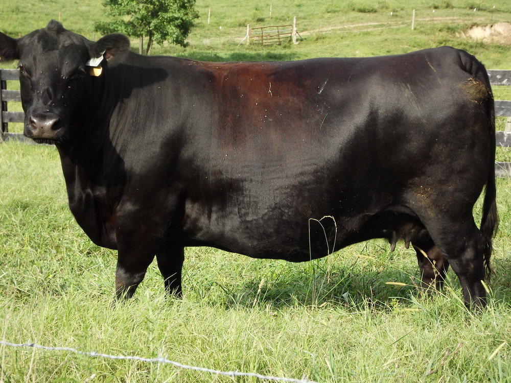 Nutritional Input Registered Black Herefords and Registered Black Angus Cattle \u2014 Triple T Farm 