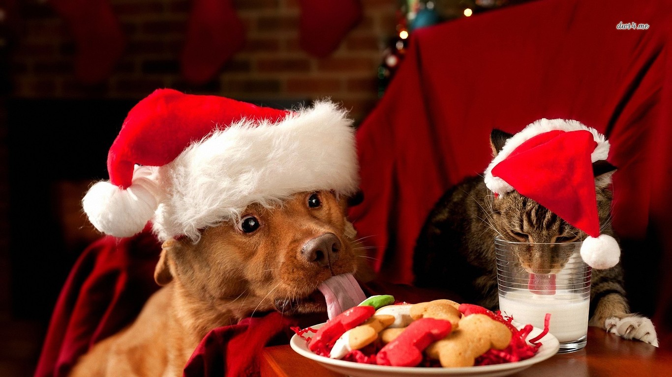 Image result for christmas pets