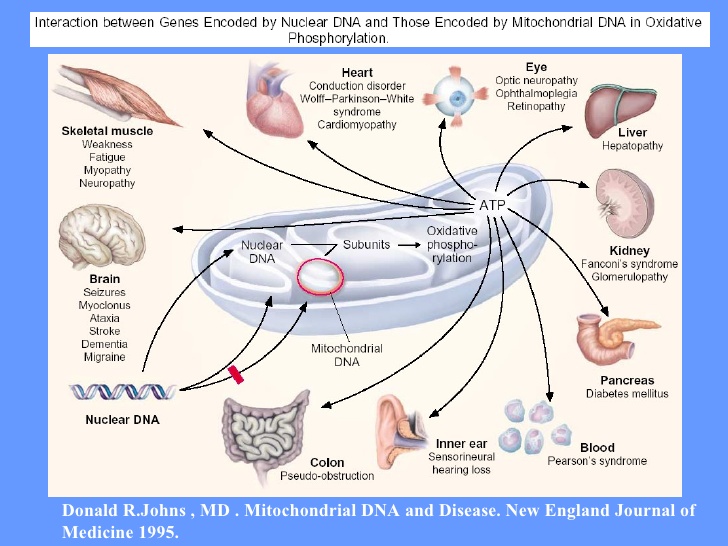 doencas-mitocondriais-23-728.jpg