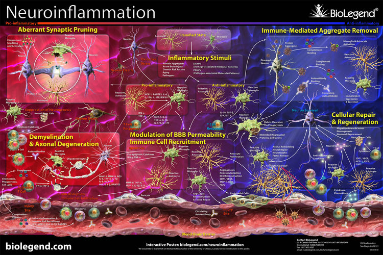 Neuroinflammation.jpg