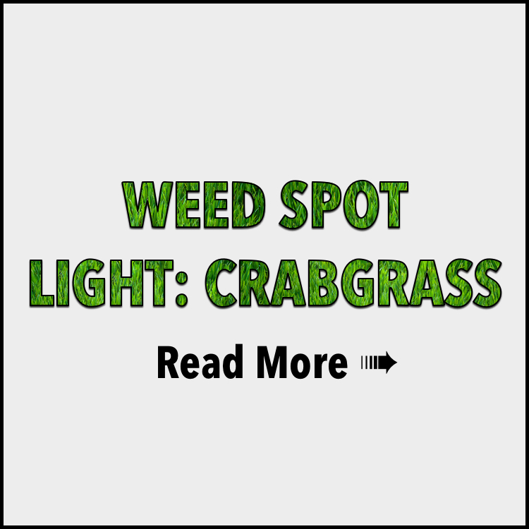 Weed Spot Light: Crabgrass | CT Landscaping & Organic Lawn Care ...
