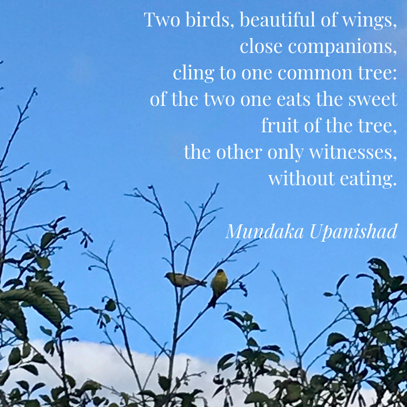 Two birds, beautiful of wings, close companions, cling to one common tree_ of the two one eats the sweet fruit of the tree, the other eats not but watches his fellow. Mundaka Upanishad-2.png