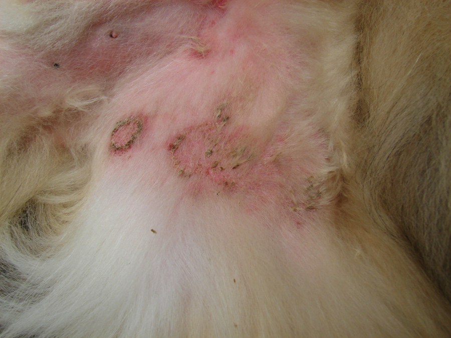 Dog Skin Allergies With Scabs Jill Scott Insomnia