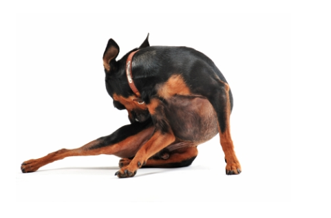 Steroid use side effects in dogs
