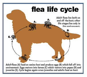 how to tell if your dog is allergic to fleas
