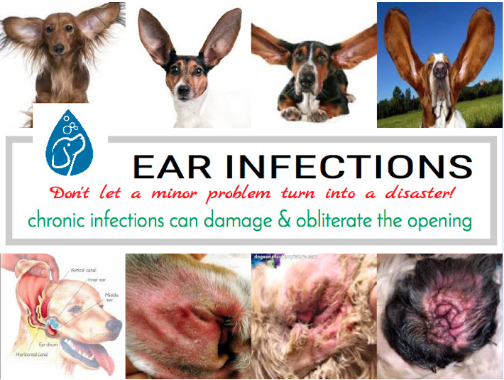 What is the best way to clean my dog’s ears? — Canine Skin