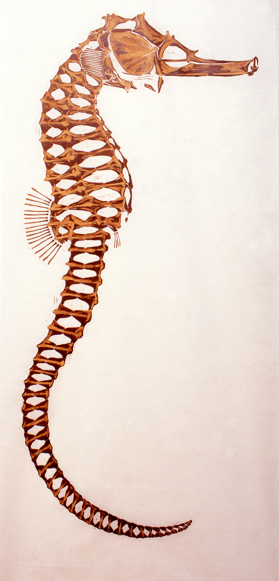 Seahorse — Natural History Artist