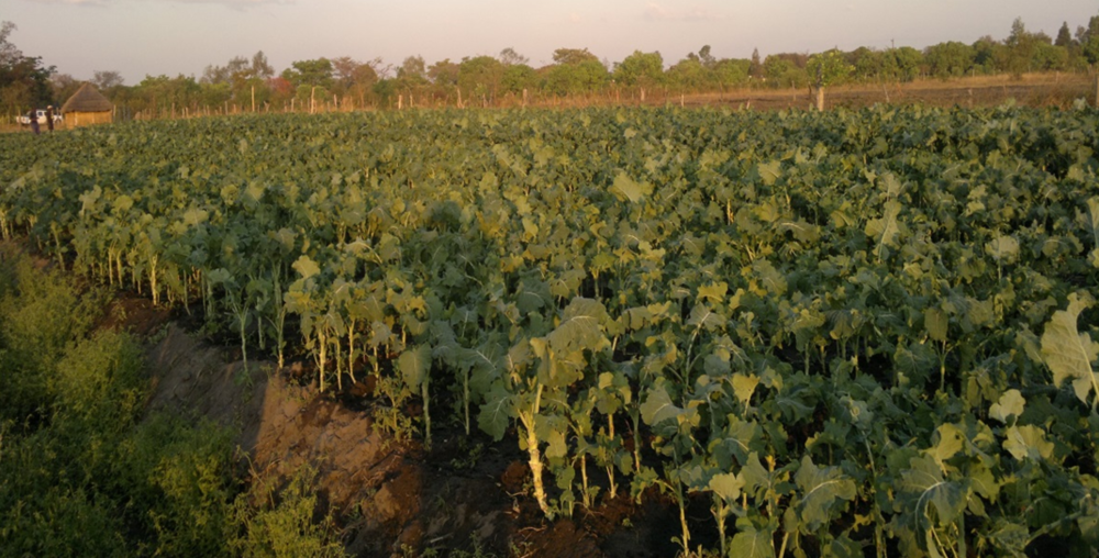 Figure   SEQ Figure * ARABIC 3 : Vegetable farming in Chiota Communal lands, Mashonaland East Province, Zimbabwe (2015)