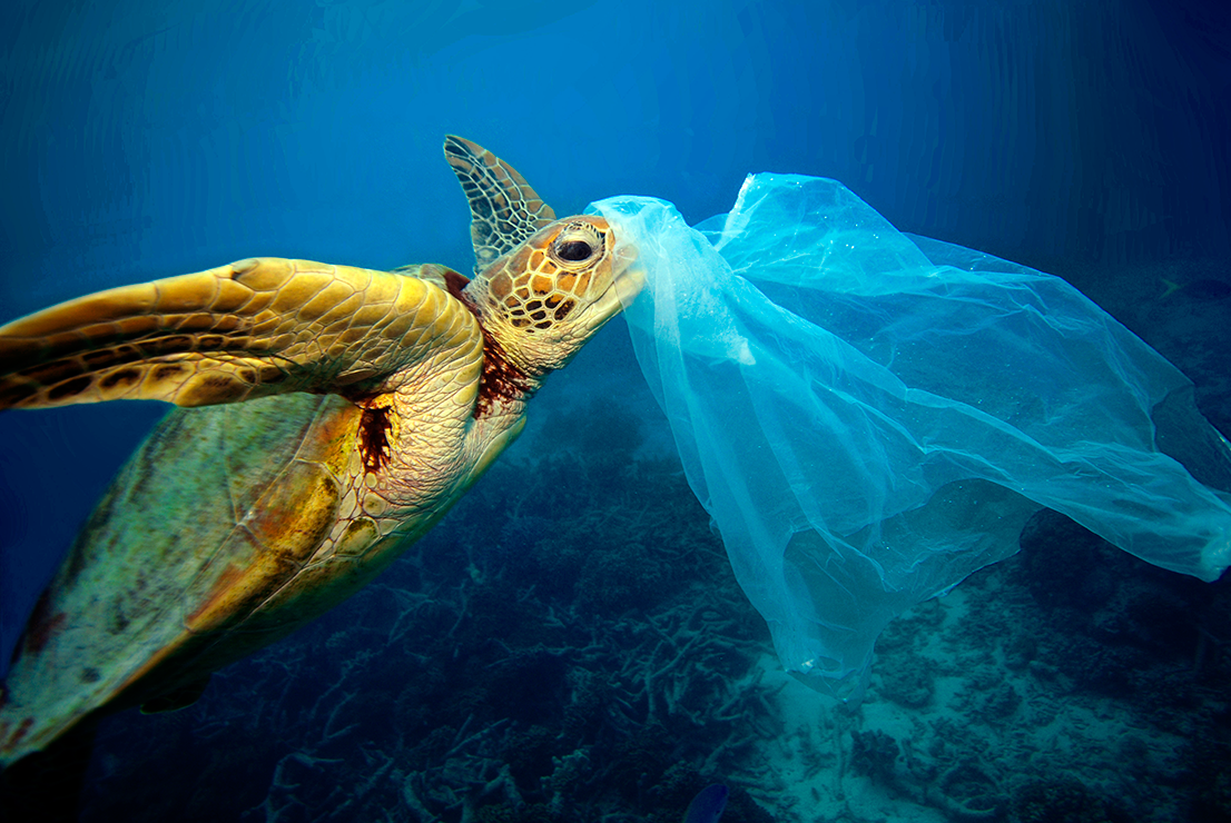 Dec 11 - Turtles are choking on our plastic trash....including plastic  bags! — Californians Against Waste