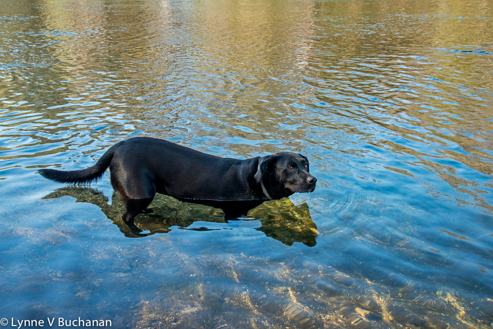 Cindy's Dog Swimming