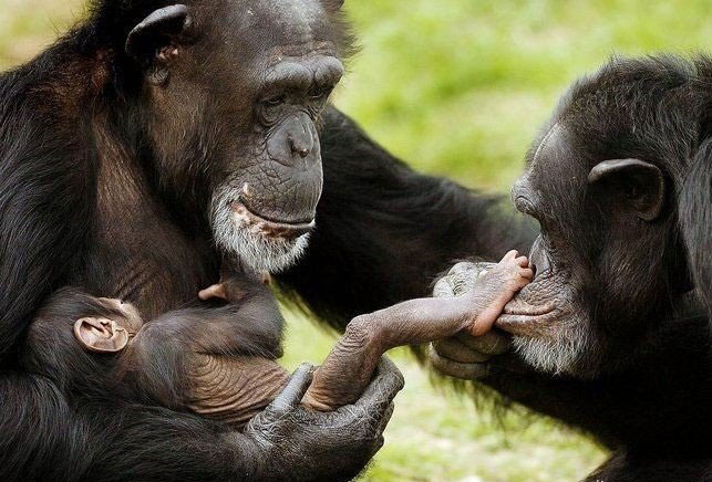 chimpanze.jpg