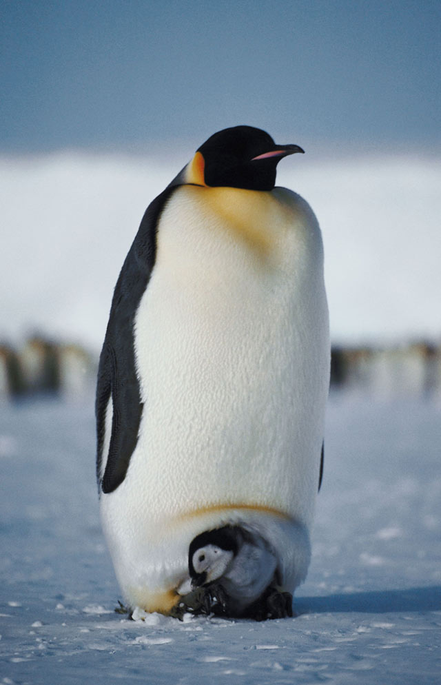 emperor_penguin_male_baby.jpeg