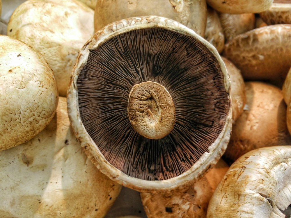 how_to_cook_mushrooms_quick_vegan_recipes_for_mushrooms_health_benefits_of_mushrooms_nutrients_in_mushrooms_vegan_nutrition.jpg