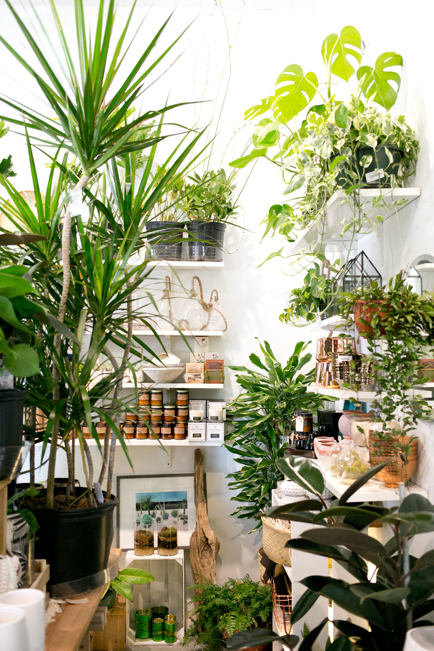 Indoor plants durham