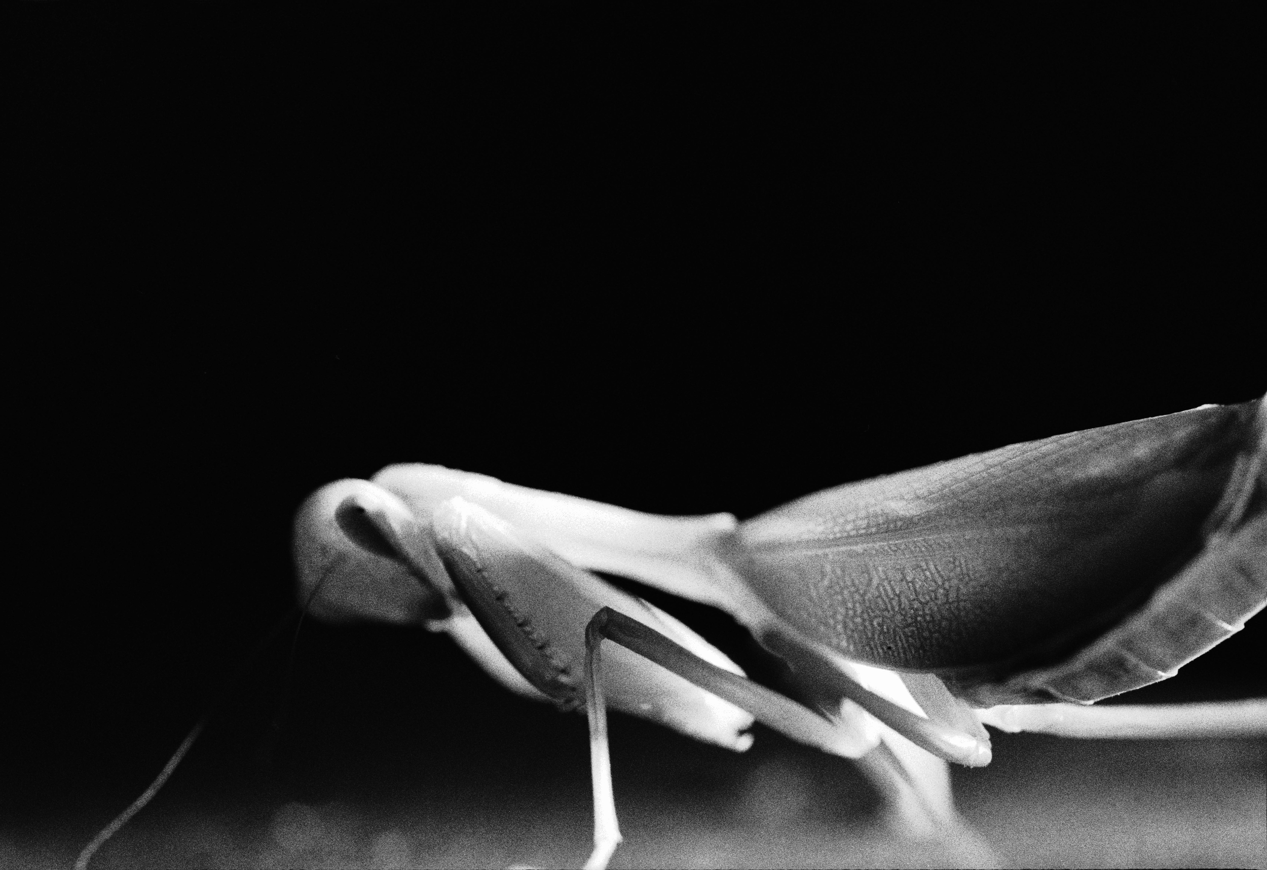 mantis spirit crouch sharp.jpg