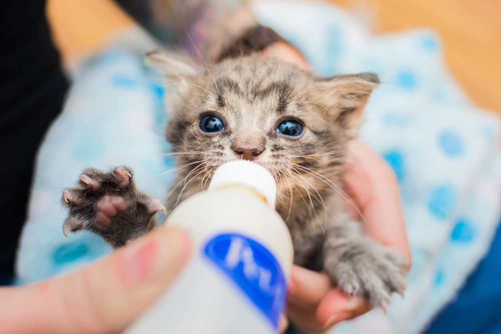Bottle-Fed Kitten's Personality